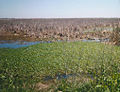 Thumbnail for Sabine National Wildlife Refuge