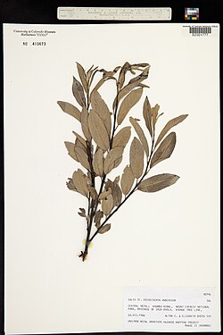 Salix eriostachya.jpg