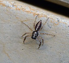 Salticidae - Flickr - gailhampshire.jpg