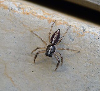 <i>Canama</i> Genus of spiders