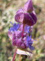 Salvia dorrii