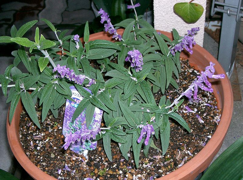 File:Salvia leucantha1.jpg