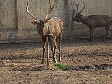 Sambhar at Gandhi Zoological Park (Gwalior zoo)