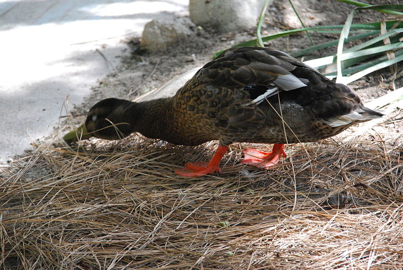 File:San Diego Zoo 46 2014-08-23.JPG