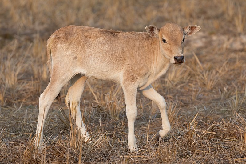 File:Sand colored calf trotting in the countryside of Don Det Laos.jpg