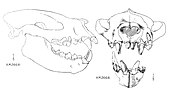 Sarkastodon mongoliensis Sarkastodon scull AMNH.jpg