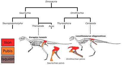 Figura 2d: Ilustración das pelves do Eoraptor lunensis da orde dos dinosauros Saurischia e do Lesothosaurus diagnosticus da orde dos Ornithischia. As distintas partes da pelve mostran modificacións que sufriron co tempo. O cladograma ilustra a distancia de diverxencia entre as dúas especies.