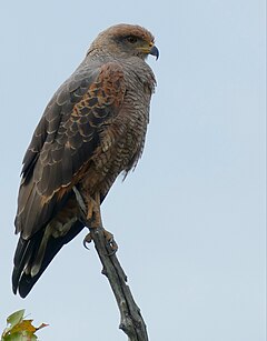 Savanna Hawk (Buteogallus meridionalis) - 48134331251.jpg