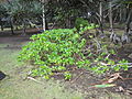 Manioc marron (Scaevola taccada) et vacoa "bord de mer" Pandanus utilis"" au Cap Méchant