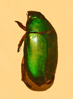 Scarabaeidae - Calloodes rayneri.JPG