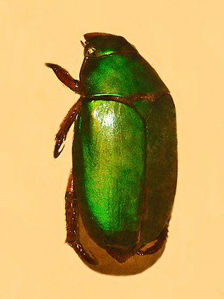 <i>Calloodes rayneri</i> Species of beetle