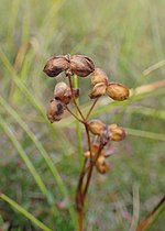 Thumbnail for File:Scheuchzeria palustris kz01.jpg