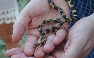 <i>Tropidophis semicinctus</i> Species of snake