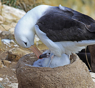 Black-browed albatross at brood care, Falkland Islands