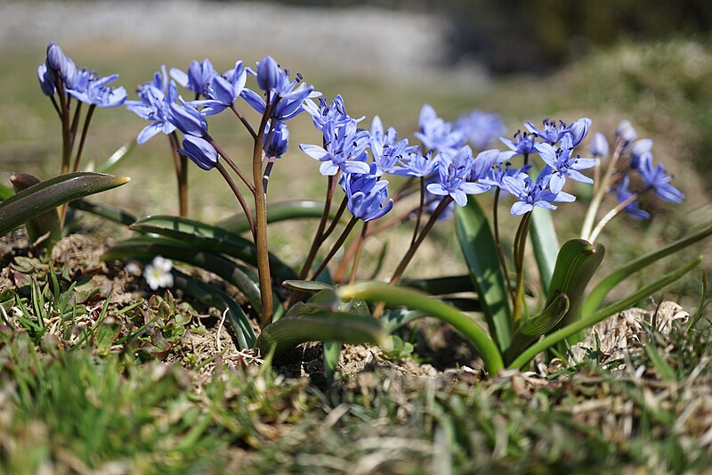 File:Scilla bifolia (47569235301).jpg