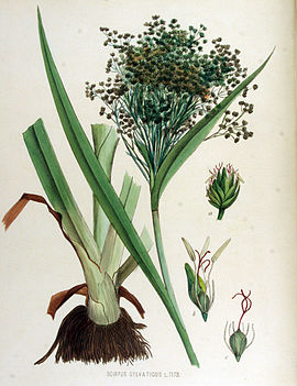 Scirpus sylvaticus — Flora Batava — Volume v15.jpg