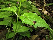 茎は四角であるが稜はいちじるしくない。花序は葉腋から出て1-3花をつける。