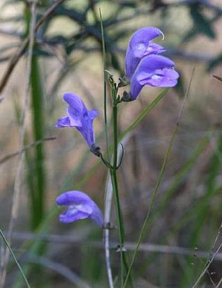 <i>Scutellaria floridana</i> Species of flowering plant