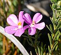 Sea Rose (Orphium frutescens) (46355237611).jpg