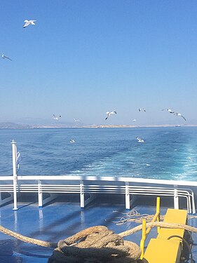 Seagulls in Greece