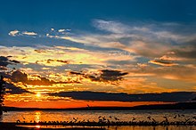 black silhouettes of seagulls flying over the water against the background of the yellow disk of the sun setting behind the clouds and glowing scarlet dawn over the lake, blue sky and the black silhouette of the forest