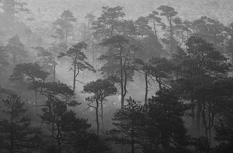 Lindi Nature Reserve in Estonia