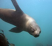 Seal at the Cape Town Scuba Diving.jpg