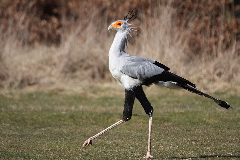 File:Secratary Bird, Strutting Stuff.jpg