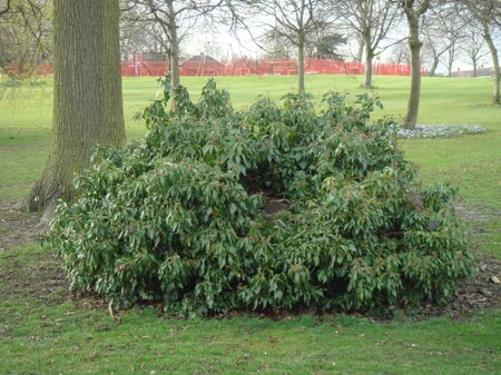 Selly Oak Stump