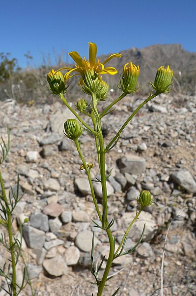 File:Senecio flaccidus var monoensis 9.jpg