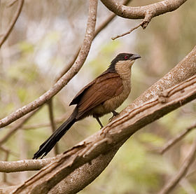 Senegal Coucal -Centropus senegalensis -on tree.jpg