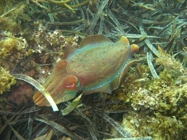 The Point Lowly cuttlefish aggregation may be impacted by Olympic Dam desalination plant brine.