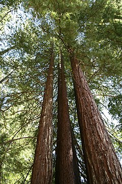 Sequoia sempervirens Armstrong2.jpg