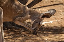 ægtefælle Hare År Red kangaroo - Wikipedia