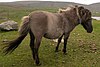 Shetland pony.jpg