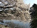 شکوفه‌های گیلاس در پارک