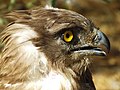 * Nomination A Short-toed Eagle at the Jerusalem Biblical Zoo. --SuperJew 11:59, 8 October 2017 (UTC) * Promotion Very good -- Spurzem 15:54, 8 October 2017 (UTC)