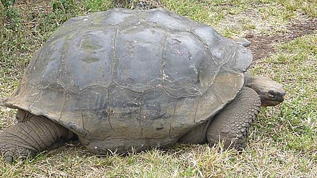 Side angle shot of a gigantic galapagos turtle on the island of santa cruz.JPG