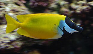 Foxface rabbitfish (Siganus vulpinus)