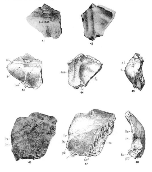 File:Sinanthropus Skulls VIII and IX.png