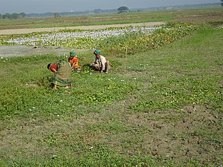 <span class="mw-page-title-main">Sirajdikhan Upazila</span> Upazila in Dhaka, Bangladesh