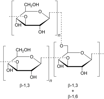 Schizophyllan