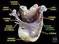 Round ligament of uterus