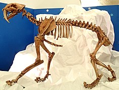 Squelette de tigre à dents de sabre du Pléistocène supérieur.