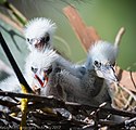 Volavka Bělostná: Druh ptáka rodu Egretta
