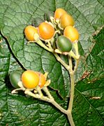 Solanum abutiloides[англ.]