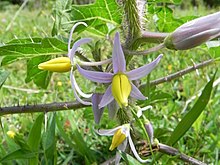 Solanum palinacanthum Solanum palinacanthum (cropped).jpg