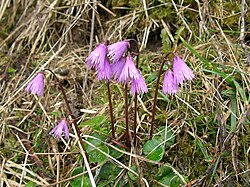 Soldanella alpina en Baviera