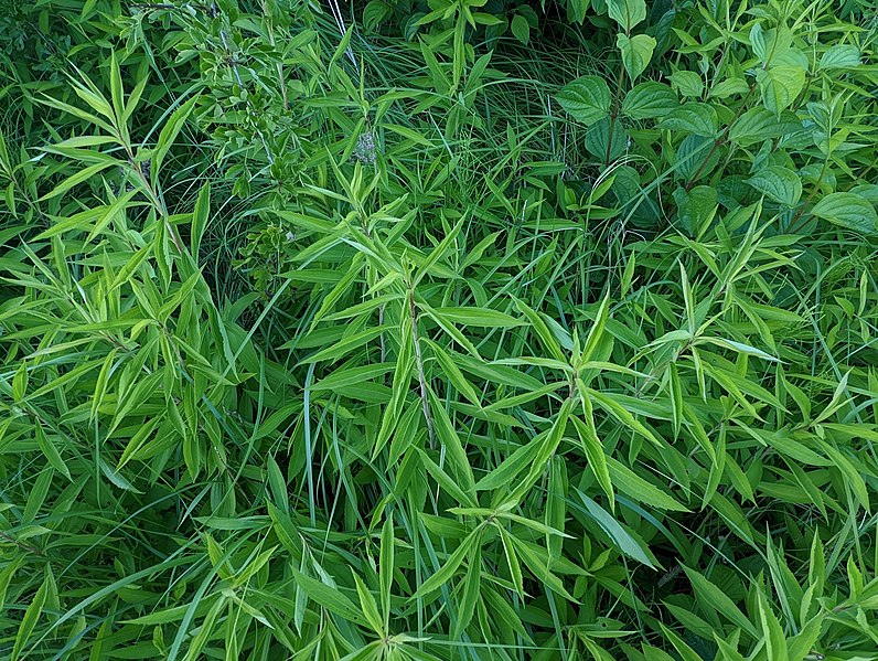 File:Solidago gigantea 210636794.jpg