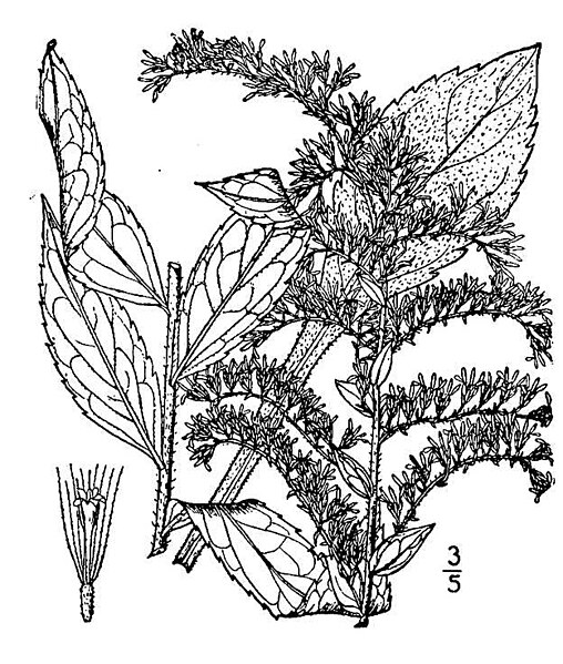 File:Solidago rugosa03.jpg